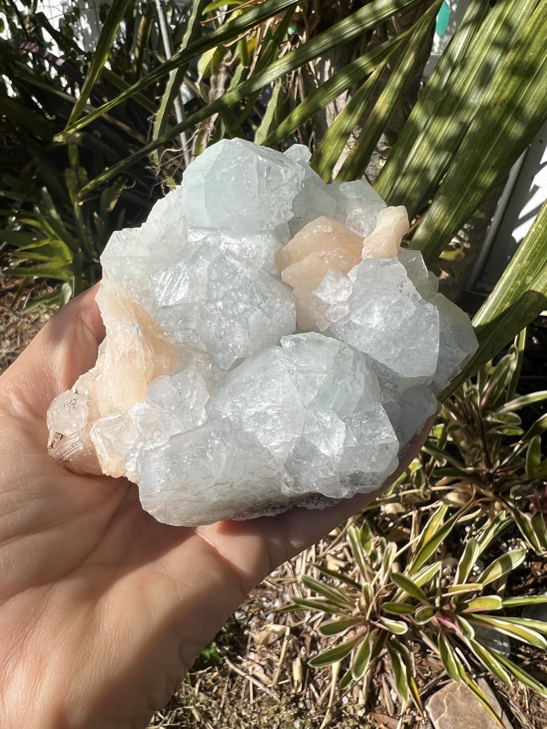 Apophyllite Cluster